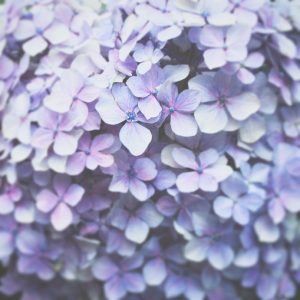 本紫陽花